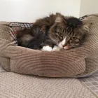 Business 2 image PAWS CATTERY Pets & Animals in London Gr