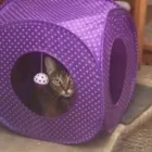 Business 7 image PAWS CATTERY Pets & Animals in London Gr