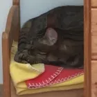 Business 9 image PAWS CATTERY Pets & Animals in London Gr