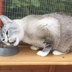 Business 10 image PAWS CATTERY Pets & Animals in London Gr