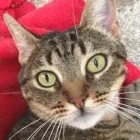 Business 11 image PAWS CATTERY Pets & Animals in London Gr