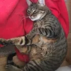 Business 12 image PAWS CATTERY Pets & Animals in London Gr