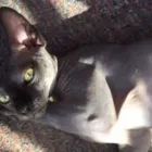 Business 13 image PAWS CATTERY Pets & Animals in London Gr