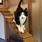 Business 2 image PEGASUS HOUSE VETERINARY CENTRE Catteries in Cheltenham Gl