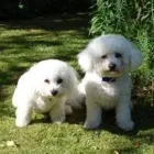 Business 21 image PEMBROKE CARE Nursing Homes in Reading Be