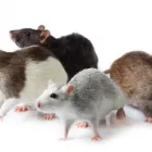 Business 1 image PEST-MASTER LTD Pest & Animal Control in Glasgow La