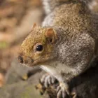 Business 1 image PEST SOLUTIONS STAFFORDSHIRE Pest & Animal Control in Stafford St