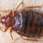 Business 4 image PEST SOLUTIONS STAFFORDSHIRE Pest & Animal Control in Stafford St