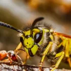 Business 10 image PEST SOLUTIONS STAFFORDSHIRE Pest & Animal Control in Stafford St