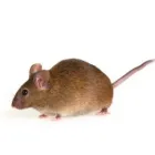 Business 1 image PESTUK NEWBURY & THATCHAM Pest & Animal Control in Newbury Be