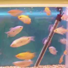 Business 9 image PET FACTORS Pet Shops in Manchester La