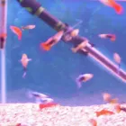 Business 11 image PET FACTORS Pet Shops in Manchester La