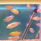 Business 16 image PET FACTORS Pet Shops in Manchester La