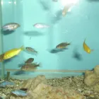 Business 18 image PET FACTORS Pet Shops in Manchester La