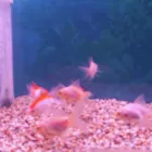 Business 19 image PET FACTORS Pet Shops in Manchester La