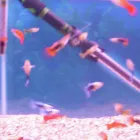 Business 19 image PET FACTORS Pet Shops in Manchester La