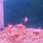 Business 5 image PET FACTORS Pet Shops in Manchester La