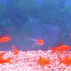 Business 5 image PET FACTORS Pet Shops in Manchester La