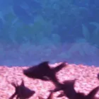 Business 7 image PET FACTORS Pet Shops in Manchester La