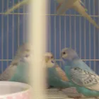 Business 8 image PET FACTORS Pet Shops in Manchester La