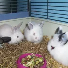 Business 1 image PET FACTORS Pet Shops in Manchester La