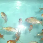 Business 2 image PET FACTORS Pet Shops in Manchester La