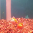 Business 8 image PET FACTORS Pet Shops in Manchester La