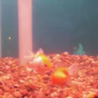 Business 12 image PET FACTORS Pet Shops in Manchester La