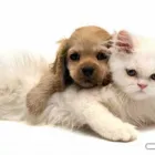 Business 5 image PET KINGS SUPPLY Pets & Animals in Aberdeen Ab