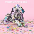 Business 2 image PET PORTRAITS Visual Arts in Maidenhead Be