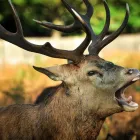 Business 4 image PHOTO VOBI Wedding Services in London Gr