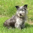 Business 2 image PIPZPAWZ Pet Services in WIMBORNE Do