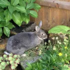 Business 3 image PIPZPAWZ Pet Services in WIMBORNE Do