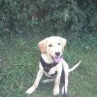 Business 5 image PIPZPAWZ Pet Services in WIMBORNE Do