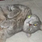 Business 6 image PIPZPAWZ Pet Services in WIMBORNE Do