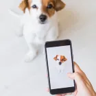 Business 1 image POCKET VET Pet Services in Nottingham No