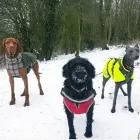 Business 1 image POOCHIES DAYCARE & BOARDING Pets & Animals in Nottingham No