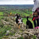 Business 2 image POOCHIES DAYCARE & BOARDING Pets & Animals in Nottingham No