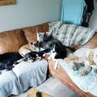 Business 3 image POOCHIES DAYCARE & BOARDING Pets & Animals in Nottingham No