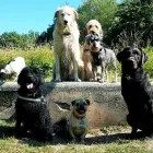 Business 4 image POOCHIES DAYCARE & BOARDING Pets & Animals in Nottingham No