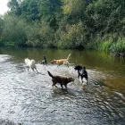 Business 5 image POOCHIES DAYCARE & BOARDING Pets & Animals in Nottingham No