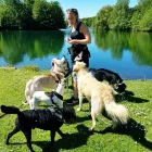 Business 6 image POOCHIES DAYCARE & BOARDING Pets & Animals in Nottingham No