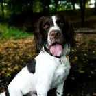 Business 7 image POOCHIES DAYCARE & BOARDING Pets & Animals in Nottingham No