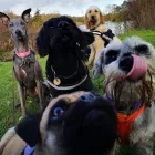 Business 8 image POOCHIES DAYCARE & BOARDING Pets & Animals in Nottingham No