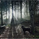 Business 9 image POOCHIES DAYCARE & BOARDING Pets & Animals in Nottingham No