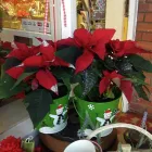 Business 7 image POPPIES FLORIST BOURNEMOUTH LIMITED Florists in Bournemouth Do