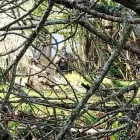 Business 1 image PREDATOR AIRSOFT Sports & Recreation Facilities in Ballynahinch Co