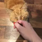 Business 3 image PREMIER PET CARE LONDON Pets & Animals in London Gr