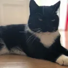 Business 4 image PREMIER PET CARE LONDON Pets & Animals in London Gr