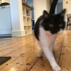 Business 5 image PREMIER PET CARE LONDON Pets & Animals in London Gr